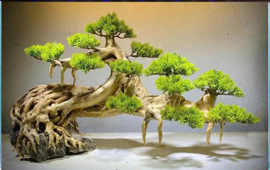 Custom - Adrian Sabga